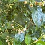 Cotoneaster acutifolius Leaf