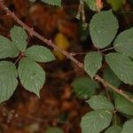 Rubus questieri 葉