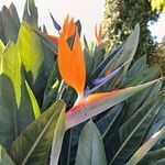 Strelitzia reginaeFlower