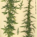 Artemisia biennis Ostatní