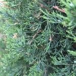 Juniperus virginiana برگ