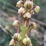 Orchis anthropophora Flower
