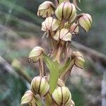 Orchis anthropophora Flor