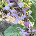 Salvia moorcroftiana Flower