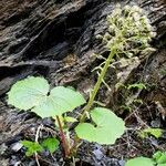 Petasites albus Hábito