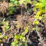 Acaena novae-zelandiae Frucht