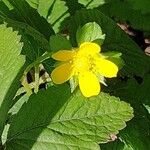 Potentilla indica Flor