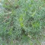 Artemisia campestris Folha