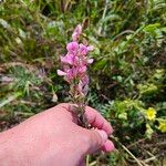 Onobrychis arenaria Žiedas