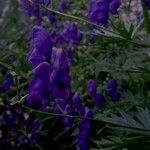 Aconitum variegatum Kvet