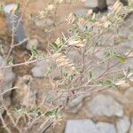 Barleria acanthoides Flor