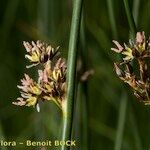 Juncus balticus ফল