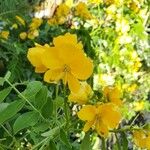 Senna occidentalis Цвят