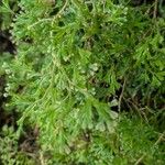 Selaginella concinna Hoja
