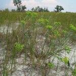 Euphorbia platyphyllos Habit