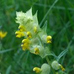 Rhinanthus alectorolophus Çiçek