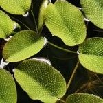 Salvinia natans Leaf