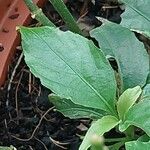 Ruellia tuberosa Foglia