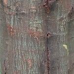 Acacia podalyriifolia Corteccia