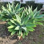 Agave attenuata Habit