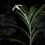 Hippobroma longiflora Λουλούδι