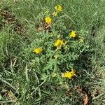 Solanum rostratum Blüte