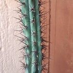 Cereus aethiops Leaf