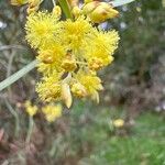 Acacia suaveolens Λουλούδι