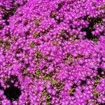 Drosanthemum floribundum Flower