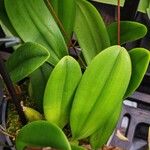 Bulbophyllum makoyanum पत्ता