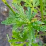 Ranunculus montanus Leaf