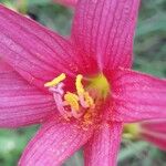 Zephyranthes bifida Λουλούδι
