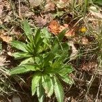 Cirsium monspessulanum Fuelha