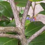 Camellia japonica Φλοιός