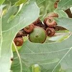 Quercus palustris Fruit