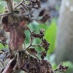 Lepechinia hastata Fruto