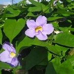 Thunbergia grandiflora Кветка