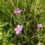 Dianthus deltoides Žiedas