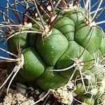 Gymnocalycium pflanzii Buveinė