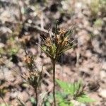 Dianthus armeriaLorea