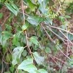 Chiococca alba Plante entière