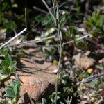 Linaria arvensis অভ্যাস