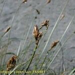 Carex curvula Floare
