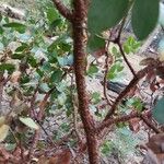 Arctostaphylos patula Bark