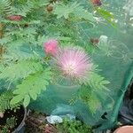 Calliandra surinamensisКветка