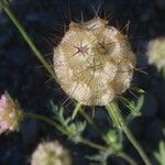 Lomelosia stellata Mbuma