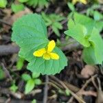 Viola pubescensফুল