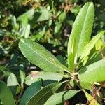 Photinia arbutifoliaLeaf