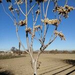 Paulownia tomentosaعادت داشتن