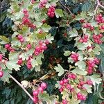 Crataegus x subsphaerica Fruit